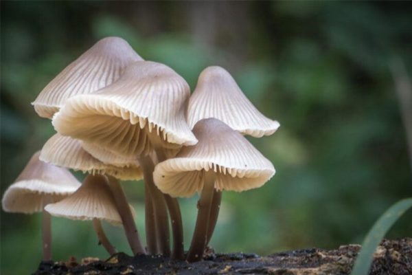 A Mushroom Cultivation Package deal deal Saves You Time & Sources – Fungi Ally