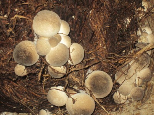 Analysis Concerning the Pom Pom Mushroom & Develop Your Non-public at Dwelling – Fungi Ally