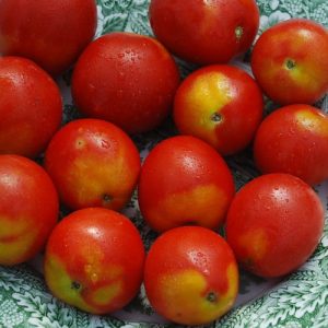 Alaskan Fancy Tomatoes