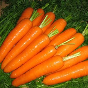 Atillio F1 Carrot