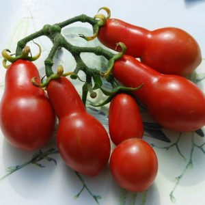 Austin’s Crimson Pear Tomato