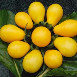 Austin’s Yellow Pear Tomato