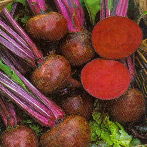 Boltardy Beetroot