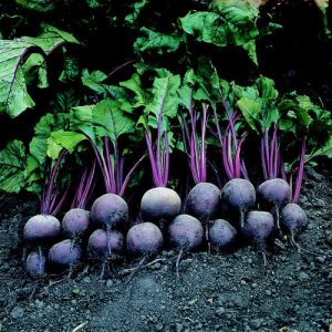 Crimson Globe Beetroot