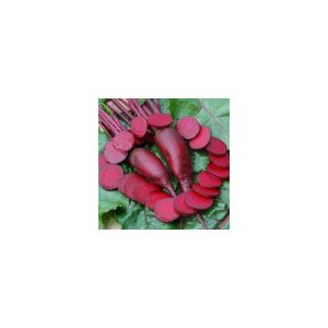 Cylindra Beetroot