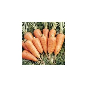 Royal Chantenay Carrots