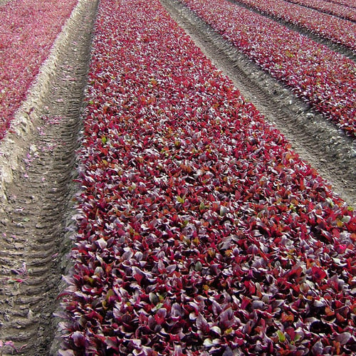 Scarletta Bulls Blood Beetroot and Beet Leaf